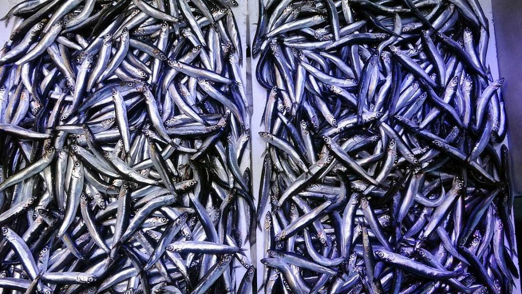 O kentte hamsinin kilosu 50 TL'ye kadar düştü! Fiyatı gören kasa kasa alıyor 8